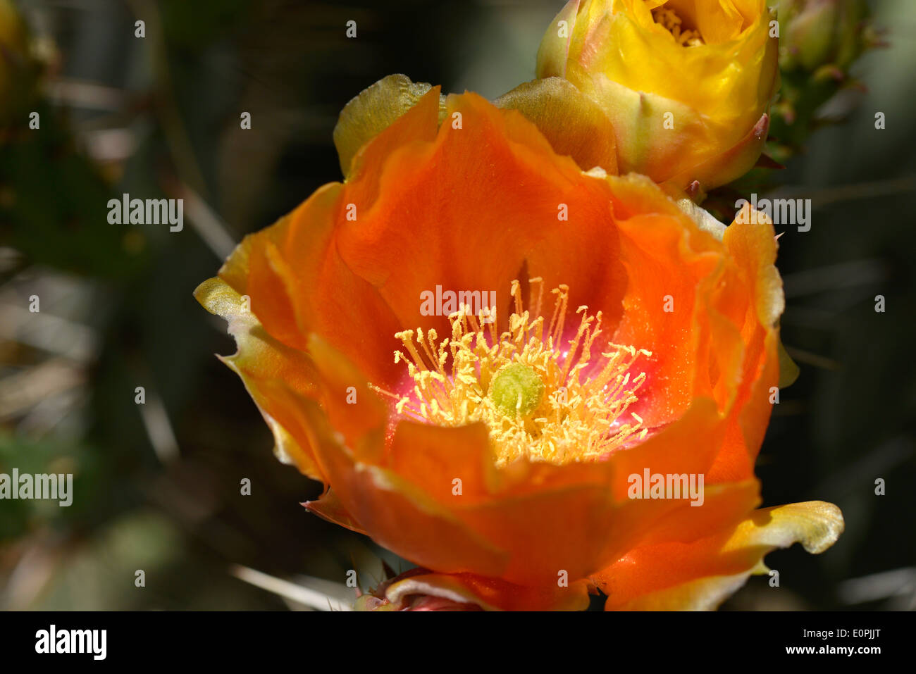 Prickly pear cactus bloom at the ArizonaSonora Desert Museum, Tucson
