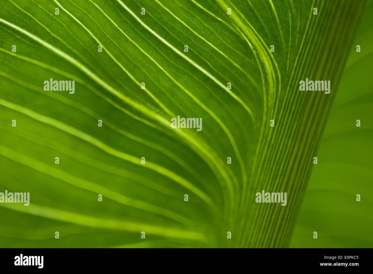 Calla Lily stem close up abstract patterns Stock Photo