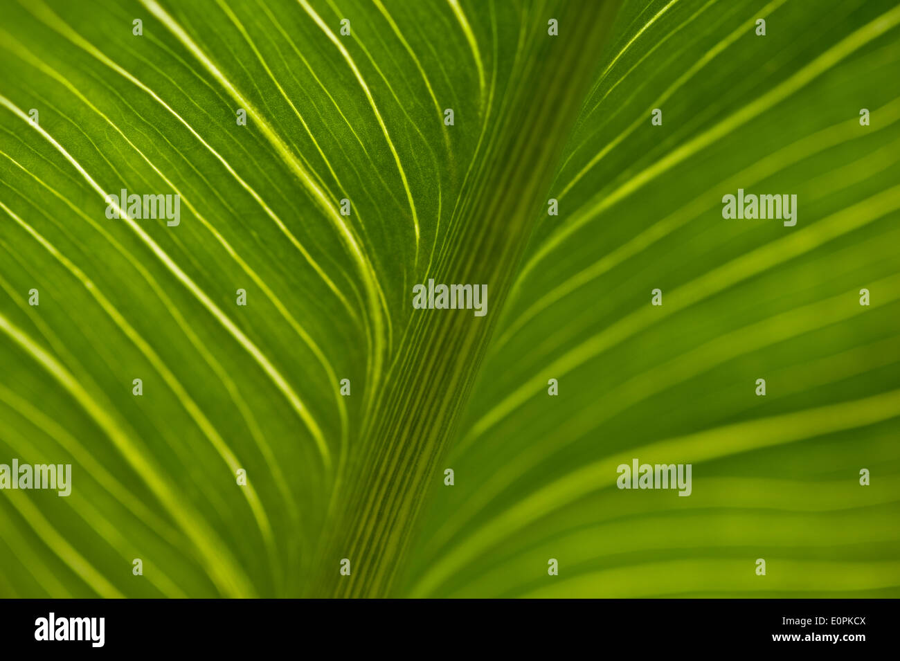 Calla Lily stem close up abstract patterns Stock Photo - Alamy
