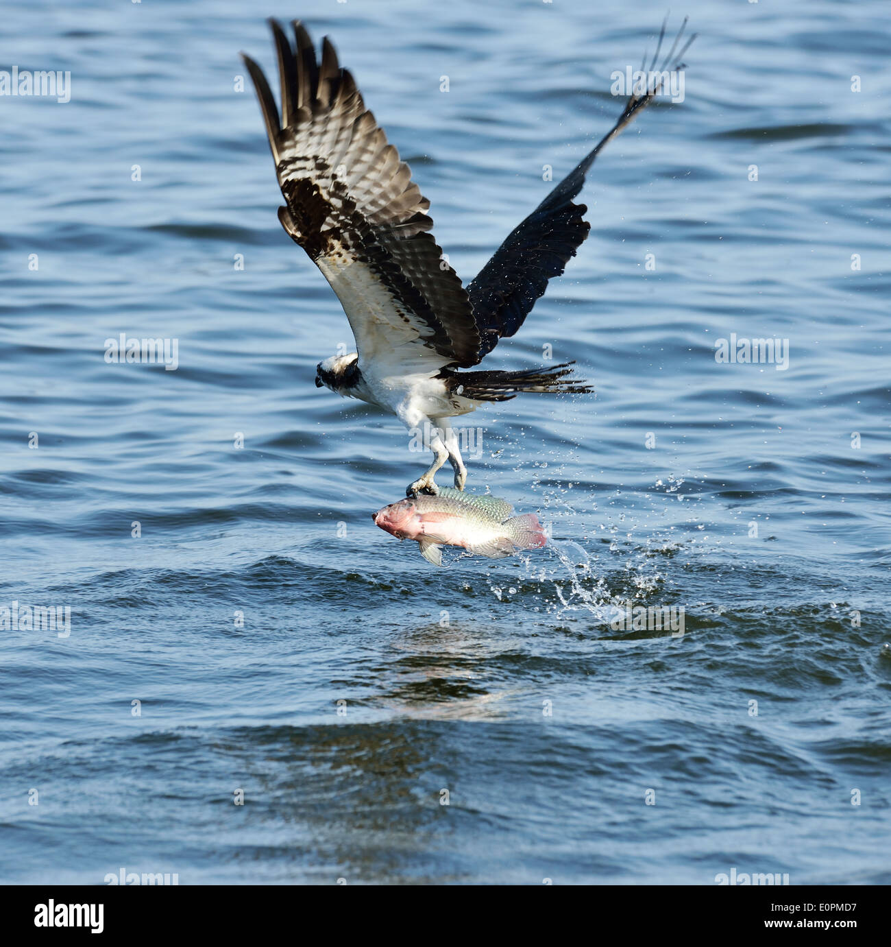 Osprey Catching Fish In Florida Lake Stock Photo