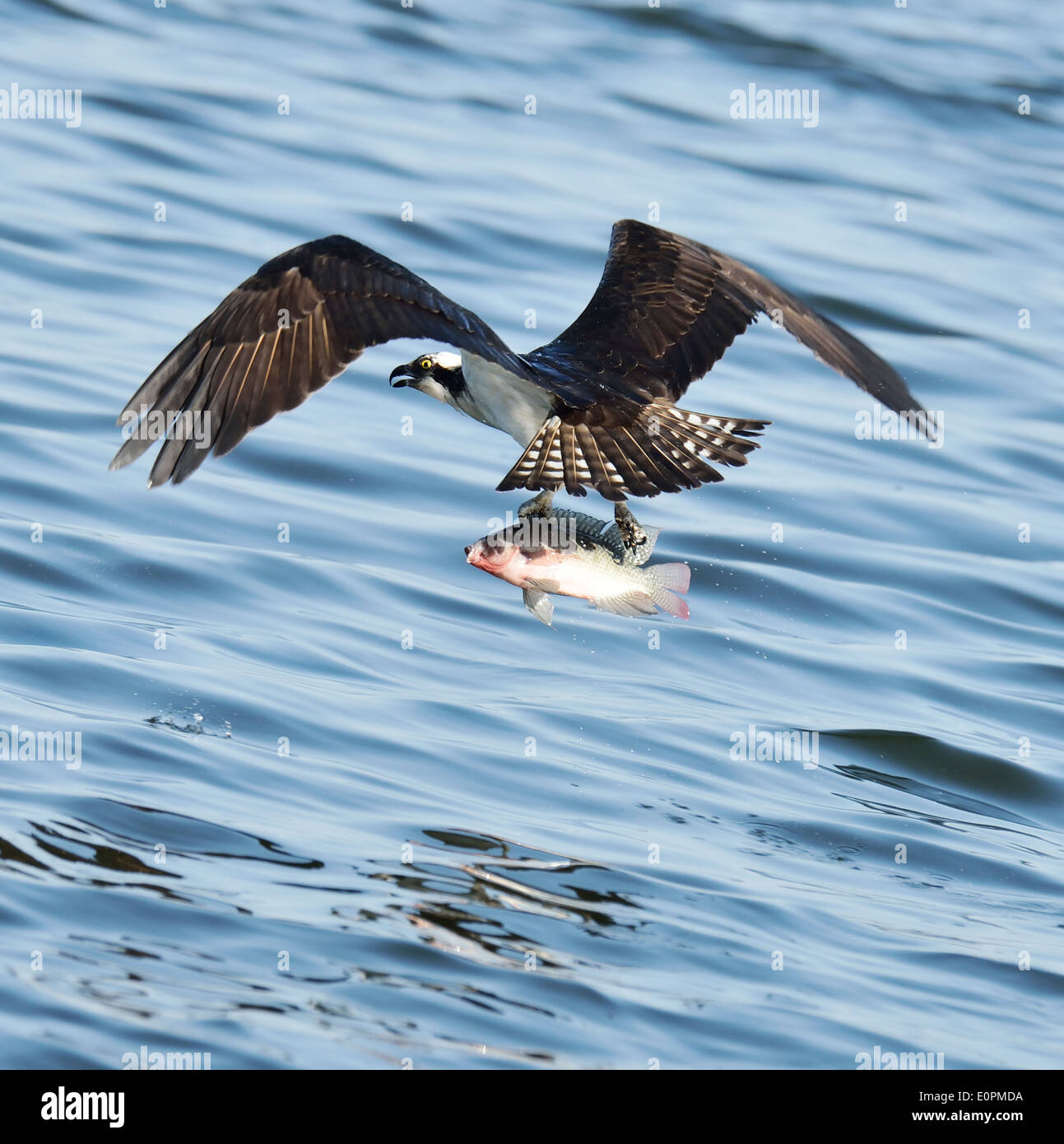 Osprey Catching Fish In Florida Lake Stock Photo Alamy