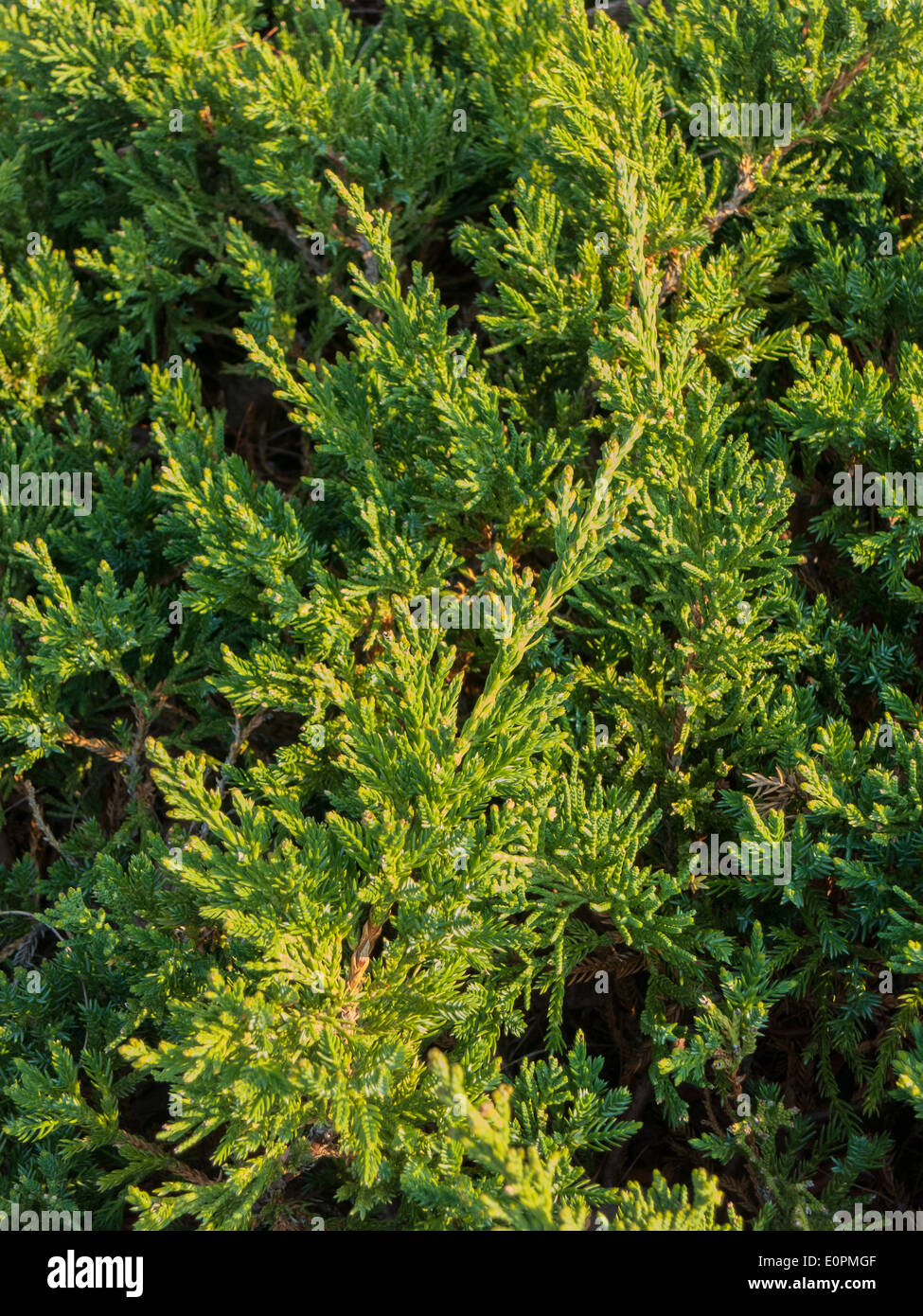 Close up of small green leaves Stock Photo