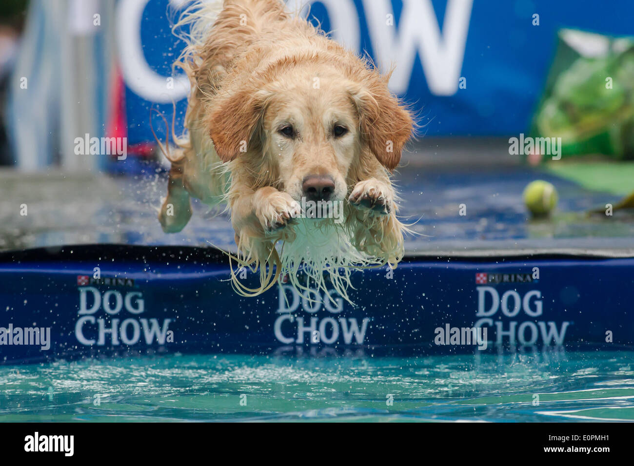 Budapest. 18th May, 2014. A dog jumps into the water during a dog diving competition in Budapest