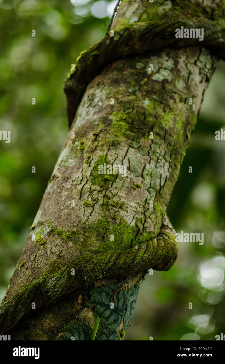 Ayahuasca liana on Amazonian Forest Stock Photo