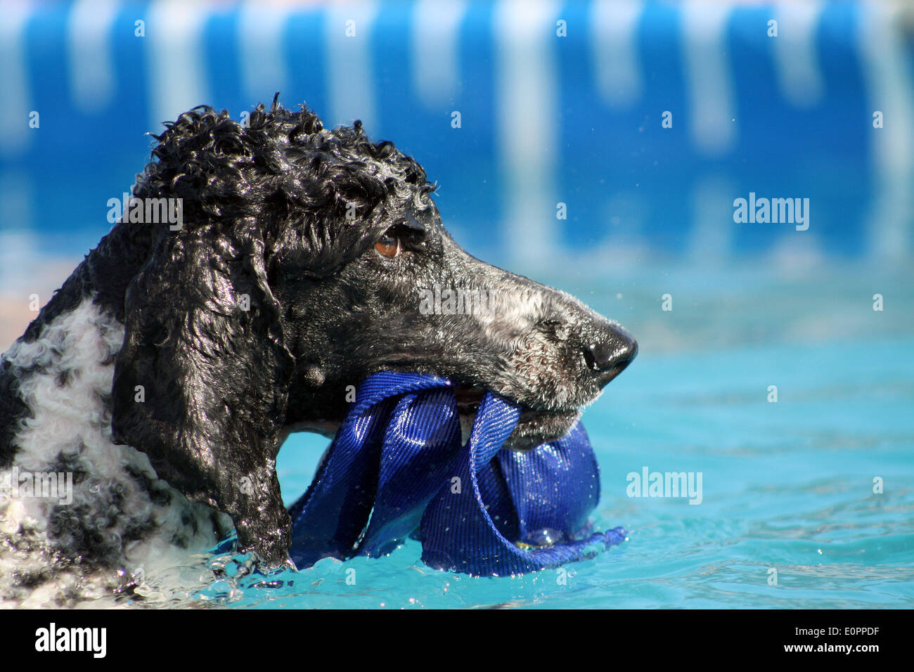 Parti Colored Standard Poodle Swimming Stock Photo
