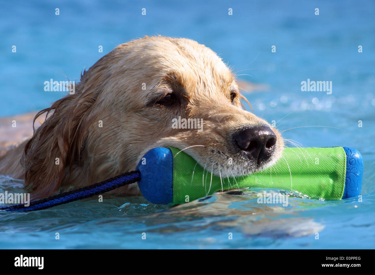 Yellow Labrador Retriever in water Stock Photo