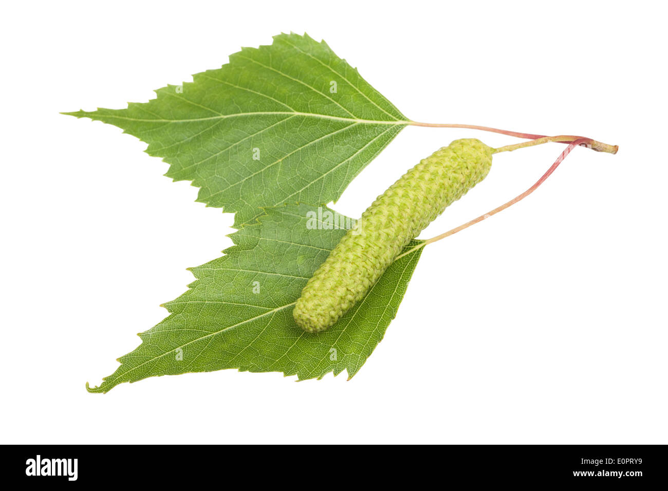 Birch sprig with catkin isolated on white. Stock Photo
