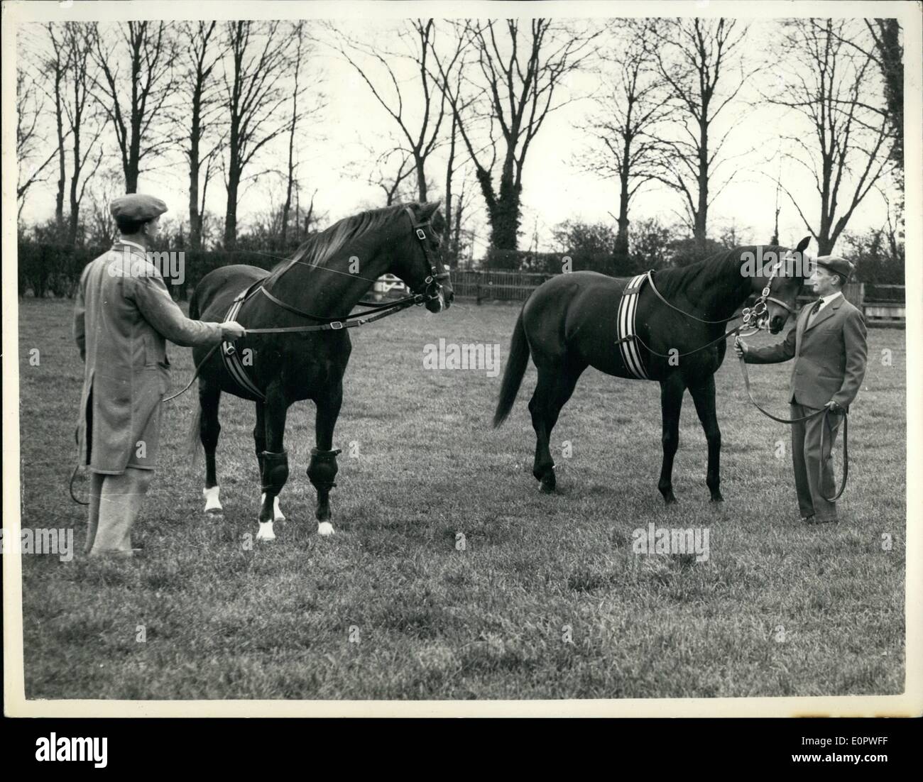 Jan. 01, 1957 - Italy's wonder horse in Britain, Ribot is exercised and fed: The world's most famous racehorse Italian owned ''Ribot'' is now settling down at the Stud in the New market stables owned by Lord Derby. American owners offered 50,000 for Ribot - but the offer was refused. The stud few of this fabulous horse if ,200 and even at that remarkable foo-dozens of applications have been refused because his program and time for the first two months period and two following seasons have been completely sold out Stock Photo