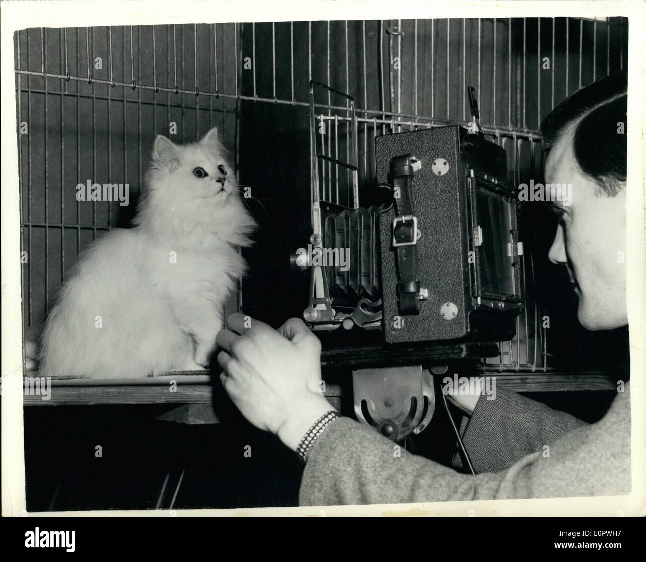 Jan. 01, 1957 - Cat Show At Seymour Hall: Photo shows ''Fishermore Helen'' - a Chinchila's cat - posed obligingly for the cameraman - at today's Southern Countries Cat Club at Seymour Hall. Stock Photo