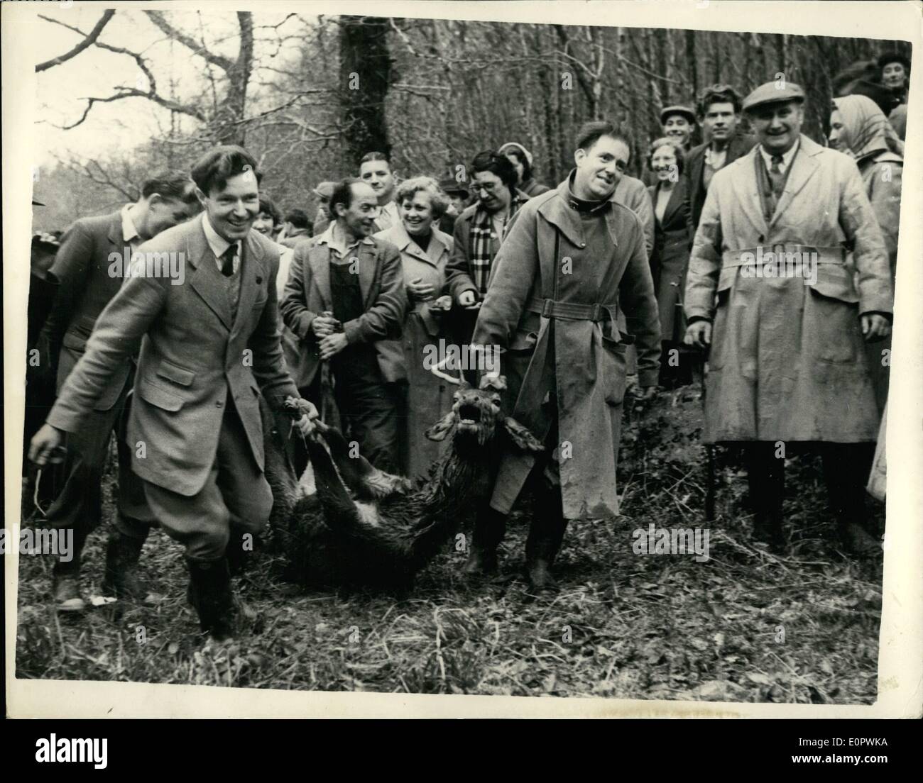 Mar. 03, 1957 - Meet Of The Devon And Somerset Stag Hounds: The Devon and Somerset Stag Hounds met yesterday at the somerset village of Bury.. Mrs. Cecily Norman, of the Ilfracombe branch of the Royal society for the prevention of Cruelty to Animals - took a placard to the meeting bearing the words ''Ilfracombe demands outlaw this cruelty''... Photo shows: Happy expression on the faces of members of the Hunt as they carry the stag - at the end of the Hunt.. In its desprate bid to escape the animal plunged into the River Barle, near Dulverton Stock Photo