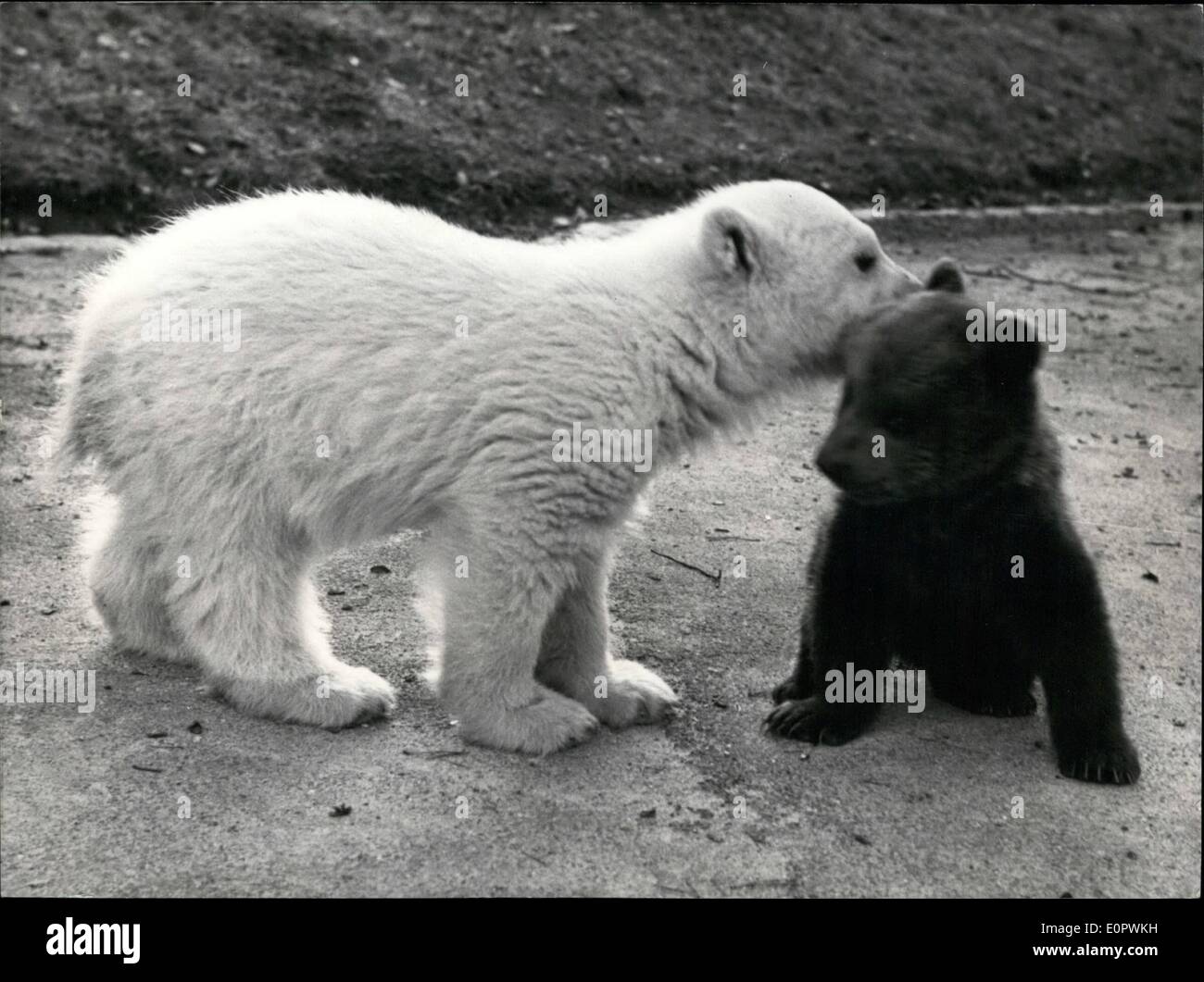 Mar. 03, 1957 - ''I'll tell you a funny story of our waiter but don't talk about'' says 4-month old ice-bear Max to 3 month old Stock Photo