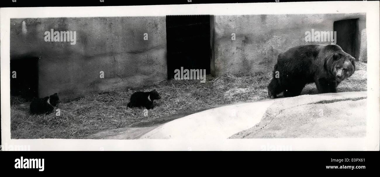Apr. 04, 1957 - Twin Bear cubs born to Chatka Recently at Whipsnade Zoo- and which have been named ''Wibbly'' and ''Lobby'' - were seen by the public yesterday for the first time. Keystone Photo Shows:- Mum Chatka Leads the way-follwed by her youngstars - ''Wibbly'' and ''Wobbly'' - at Whipanads. Stock Photo