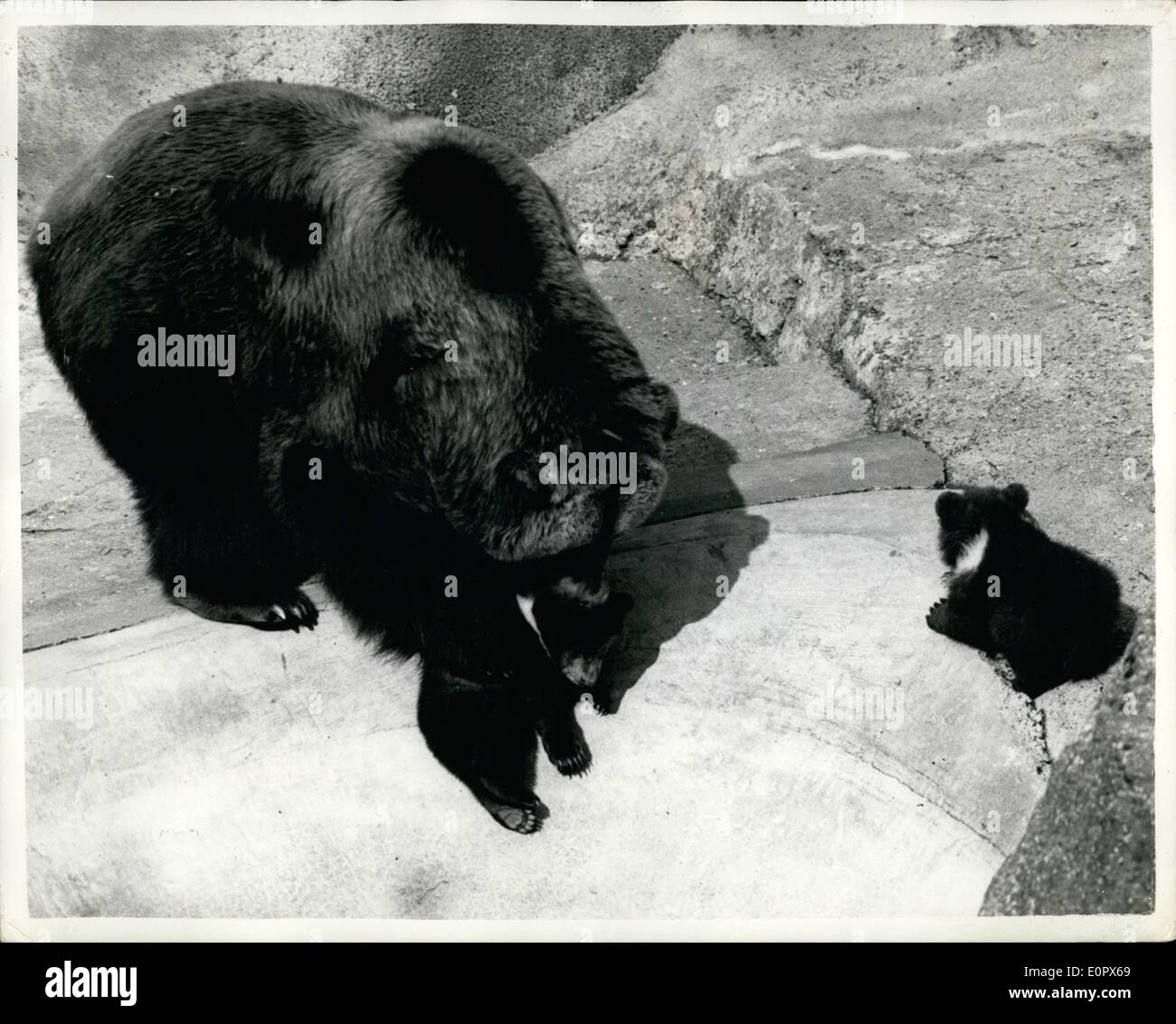 Apr. 04, 1957 - Twin Bear Cubs at Whipsnade Zoo... The twin bear cubs born to chatka - recently at the Whipsnade Zoo - and which have been named ''Wibbly'' and ''Wobbly'' - were seen by the public yesterday for the first time. Keystone Photo Shows: Mum ''Chatka'' stops one of her offspring from straying too far - at Whipsnade yesterday. Stock Photo