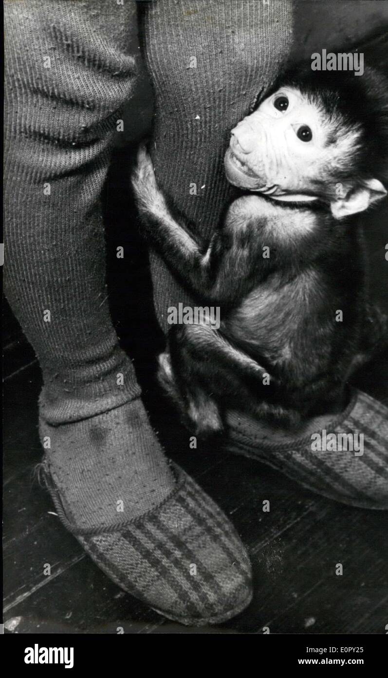 https://c8.alamy.com/comp/E0PY25/apr-30-1957-little-monkey-has-found-a-copy-homethis-little-dear-had-E0PY25.jpg