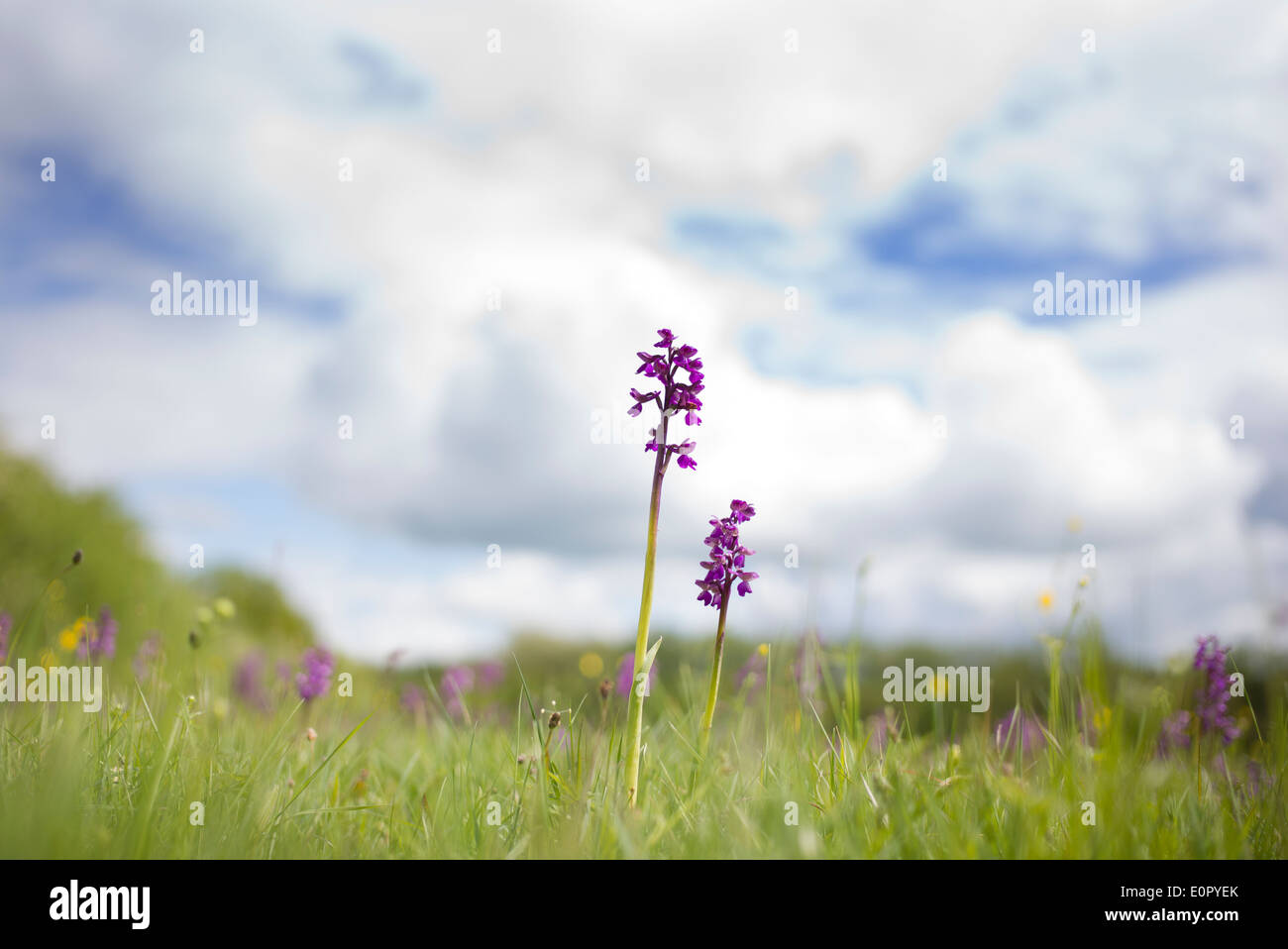 Orchis morio / Anacamptis morio. Green winged Orchids in a meadow in the English countryside Stock Photo