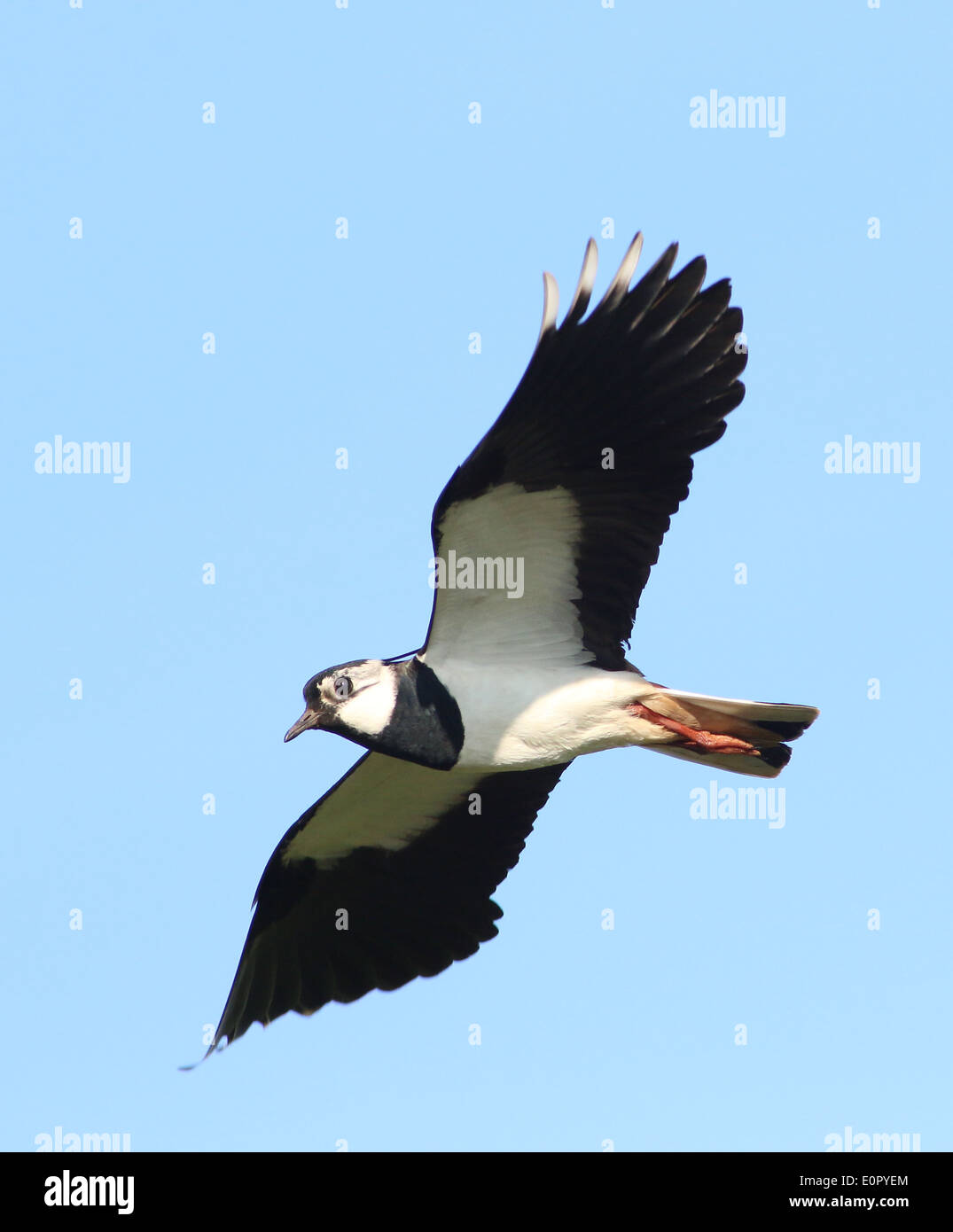 Lapwings uk hi-res stock photography and images - Alamy