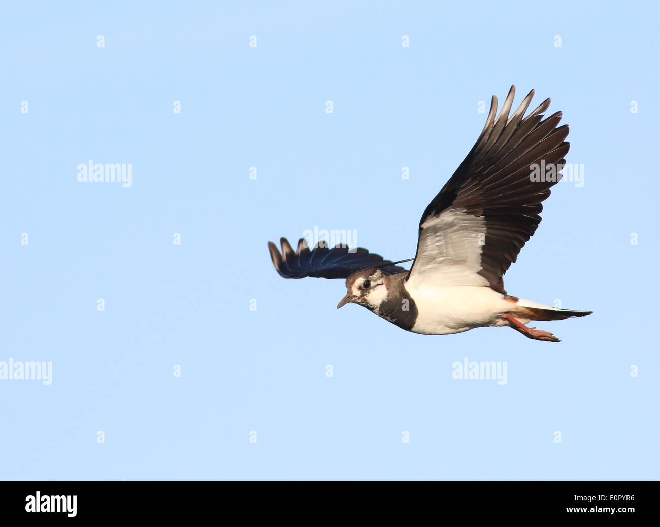 European common lapwing (vanellus vanellus) in flight, seen in profile ...