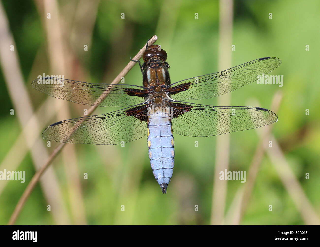 Detailed macro image of a blue male Broad-bodied Chaser (Libellula ...