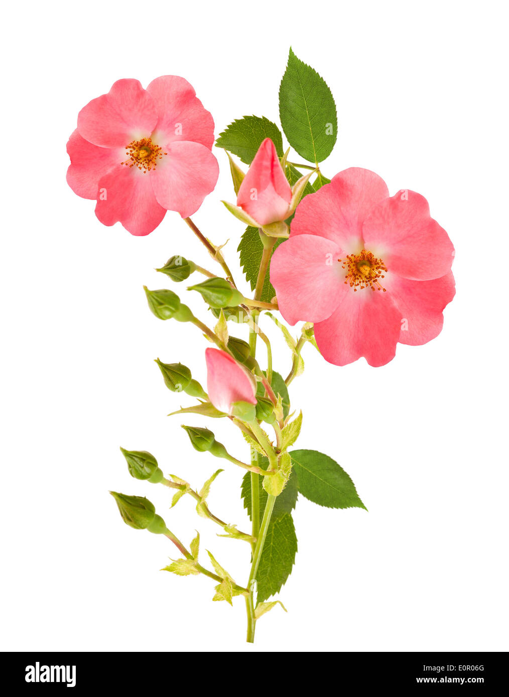 Dog rose branch isolated on white background Stock Photo - Alamy