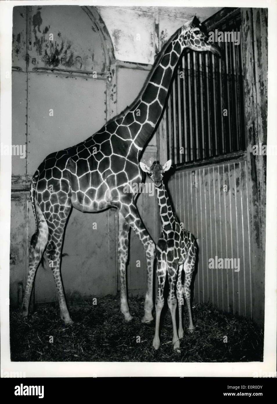 Jul. 21, 1957 - New Baby At The London Zoo: The baby born to ''Grumpy'' and ''Monty'' the London Zoo Giraffes, fourteen days ago - was to be seen by the public for the first time today. Photo shows The baby ''Pat'' - stands beneath mother ''Grumpy'' - at the Zoo this morning. Stock Photo