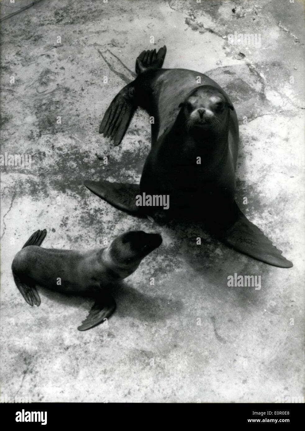 Jul. 24, 1957 - A rare event at the Karlsruhe Zoo.: A sea-lion baby was born by the end of June at the Karlsruhe-zoo and this is indeed a rare event for a zoo. Mother and child were allowed to take a walk for the first time - after weeks of complete seclusion. Stock Photo