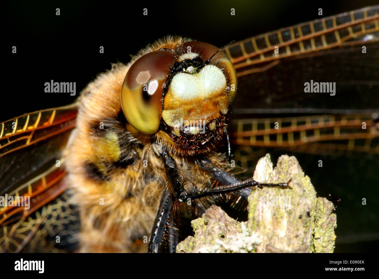 Extreme close-up of the head of a Four-spotted Chaser (Libellula quadrimaculata)  dragonfly Stock Photo