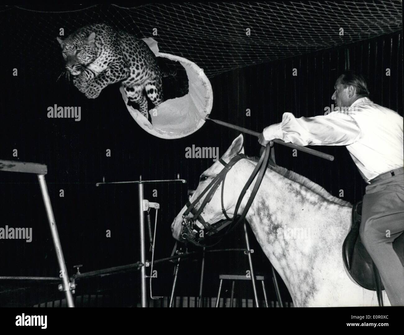 Jun. 06, 1957 - A Group of Dangerous Panthers:Is directed by Jan Garbun in the Circus collien in Hamburg. During the act Jan Garbun is sitting on a Horse. Photo Shows Picture of June 18th, 1957 Stock Photo