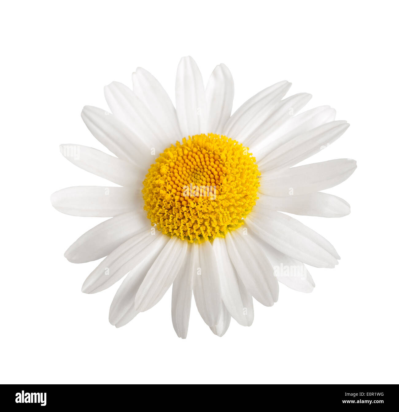 Close up petals white Cut Out Stock Images & Pictures - Alamy