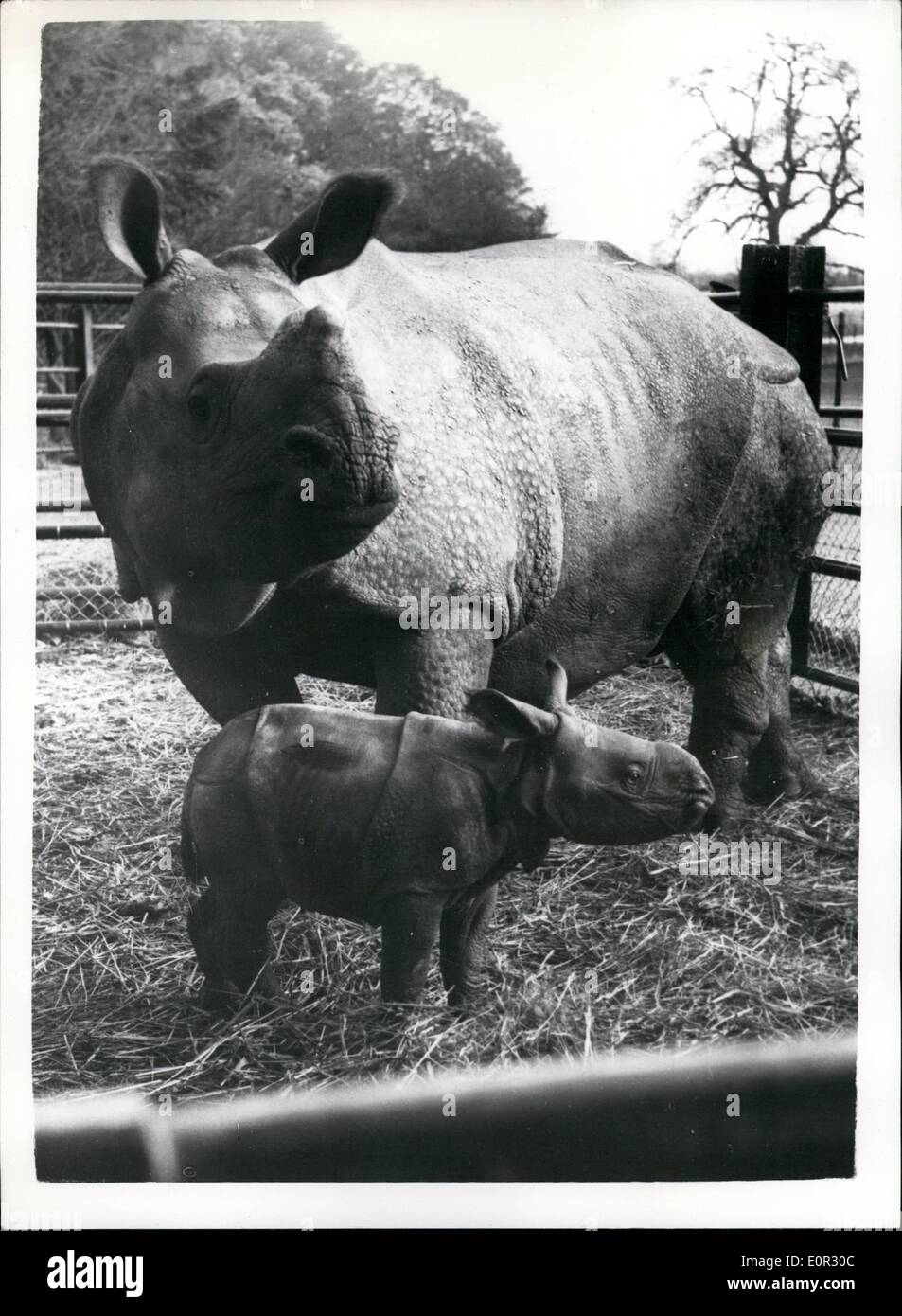 Nov. 05, 1957 - 5-11-57 Whipsnade has Britain's first baby Rhinoceros. A baby rhinoceros, the first born in Britain, has been born at the Whipsnade Zoo. The baby's parents are Indian rhinos, Mohini, the mother, and Mohan, the father. The baby rhino is only the second to be born in captivity in Europe. Keystone Photo Shows: Mohini, the mother, seen with her 18-inches high baby rhino at Whipsnade Zoo today. Stock Photo