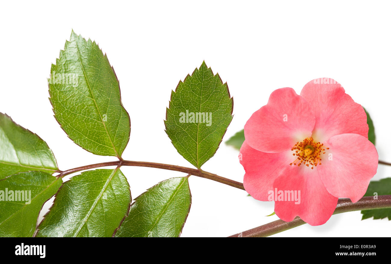 Dog rose branch isolated on white background Stock Photo - Alamy