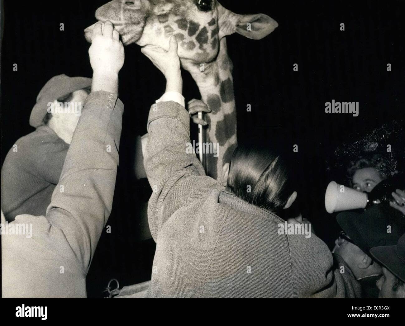 Nov. 11, 1957 - Giraffe Gerdie is being X- rayed: The giraffe Gerdie of the circus Althoff - at present in Duesseldorf - had dislocated a vertebra of the neck and had to be x-rayed. This is, of Course, no simple matter if one considers the length of the neck. Gerdie is being fed from the top of the ladder whilst the x-ray is being made by an X-ray- assistant from the opposite side. Stock Photo