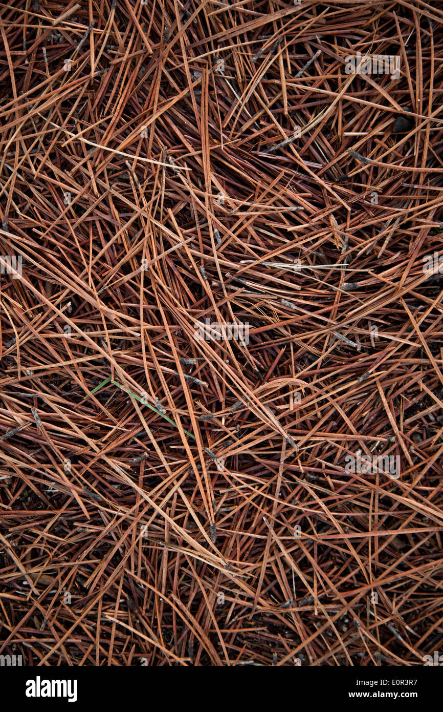 Needles pine leaves background Stock Photo