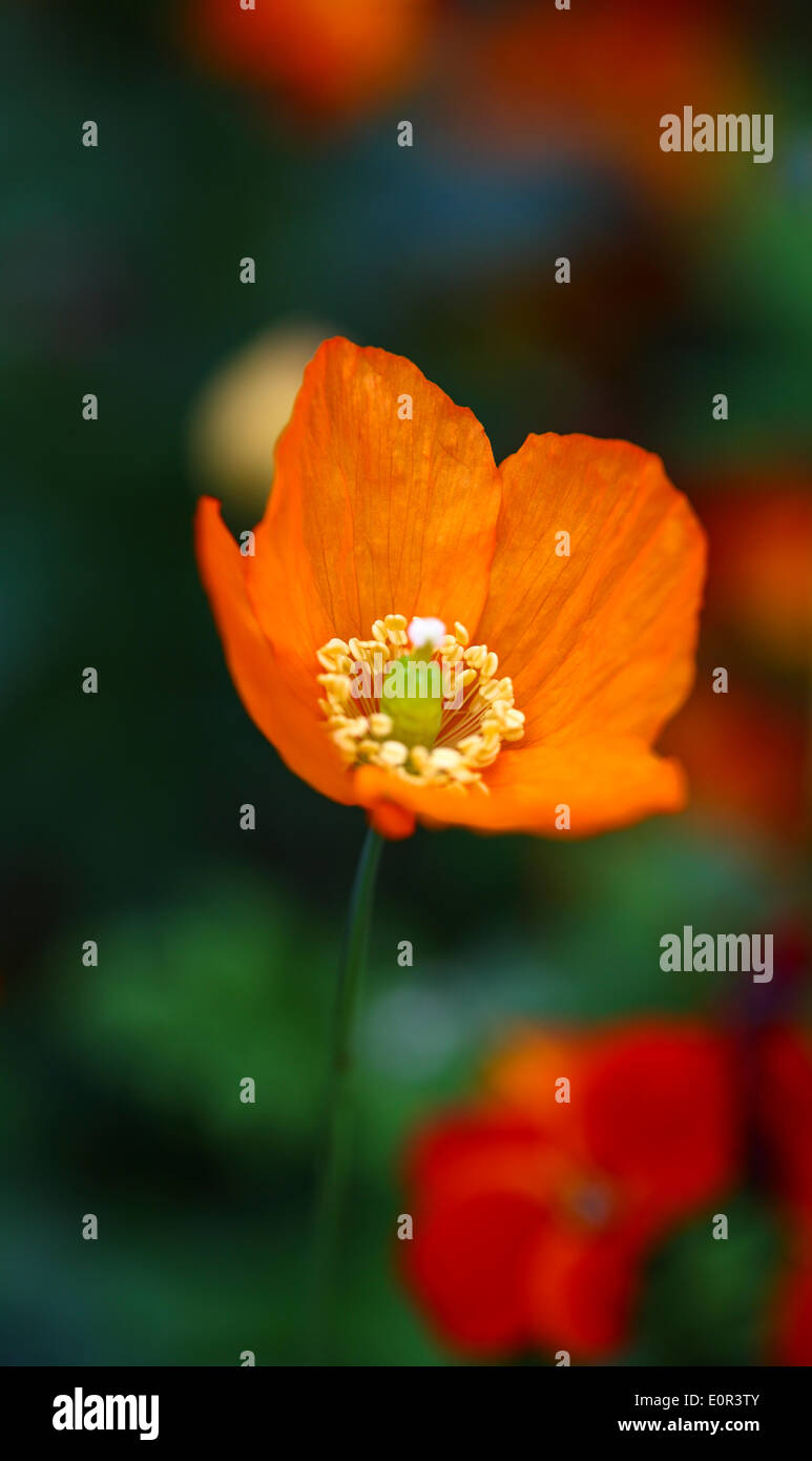 Icelandic poppy in full bloom Stock Photo Alamy