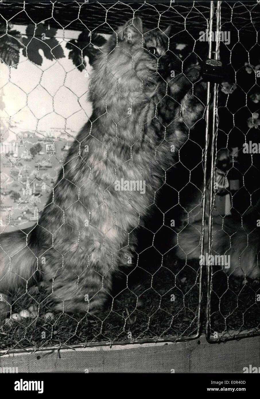 Nov. 15, 1957 - Cat show opens in Paris: the Paris feline club is now holding its annual cat show at salle wagram. photo shows This cat does not seem to like its cage and tries to find ''a way out' Stock Photo
