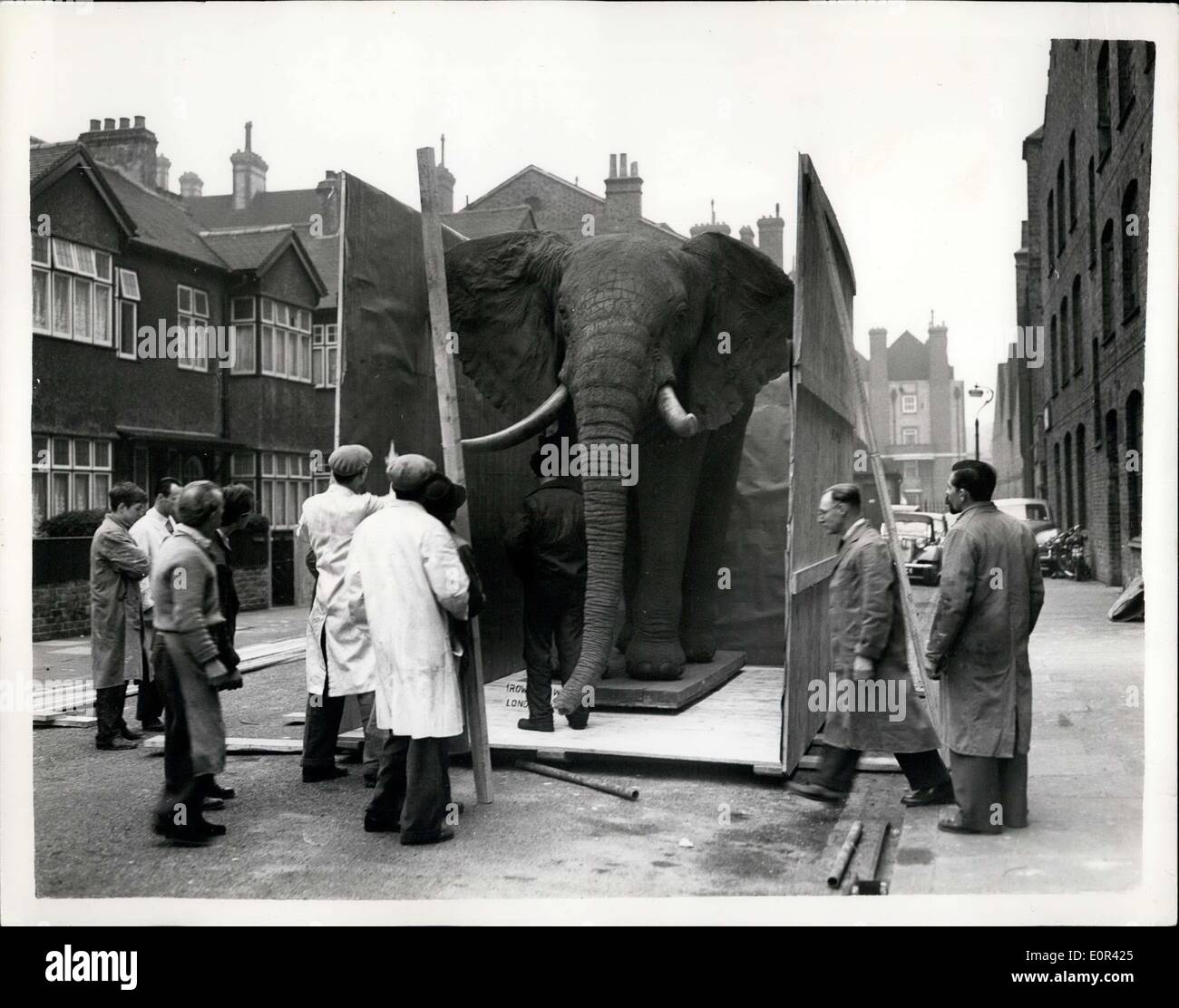 Nov. 26, 1957 - MR. BEST CONSTRUCTS AN ELEPHANT - FOR THE BELGIAN EXHIBITION.. MR. GERALD BEST who works for a London firm of taxidermists - has just completed - his biggest assignment. It is the construction of an elephant - which weighs a ton and a half - and which has cost ?5,000.. The elephant was shot in the Belgian Congo - and the skin shipped to London.. The stuffed elephant is for exhibition at the Belgian Exhibition.. Keystone Photo Shows:- The stuffed elephant - outside the studio in Kentish Town. Stock Photo