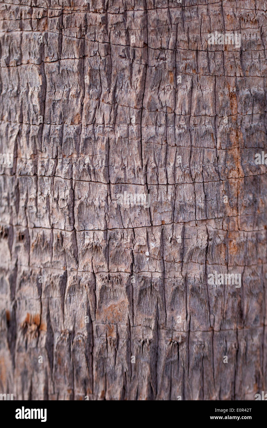 Background pattern of a palm tree bark Stock Photo