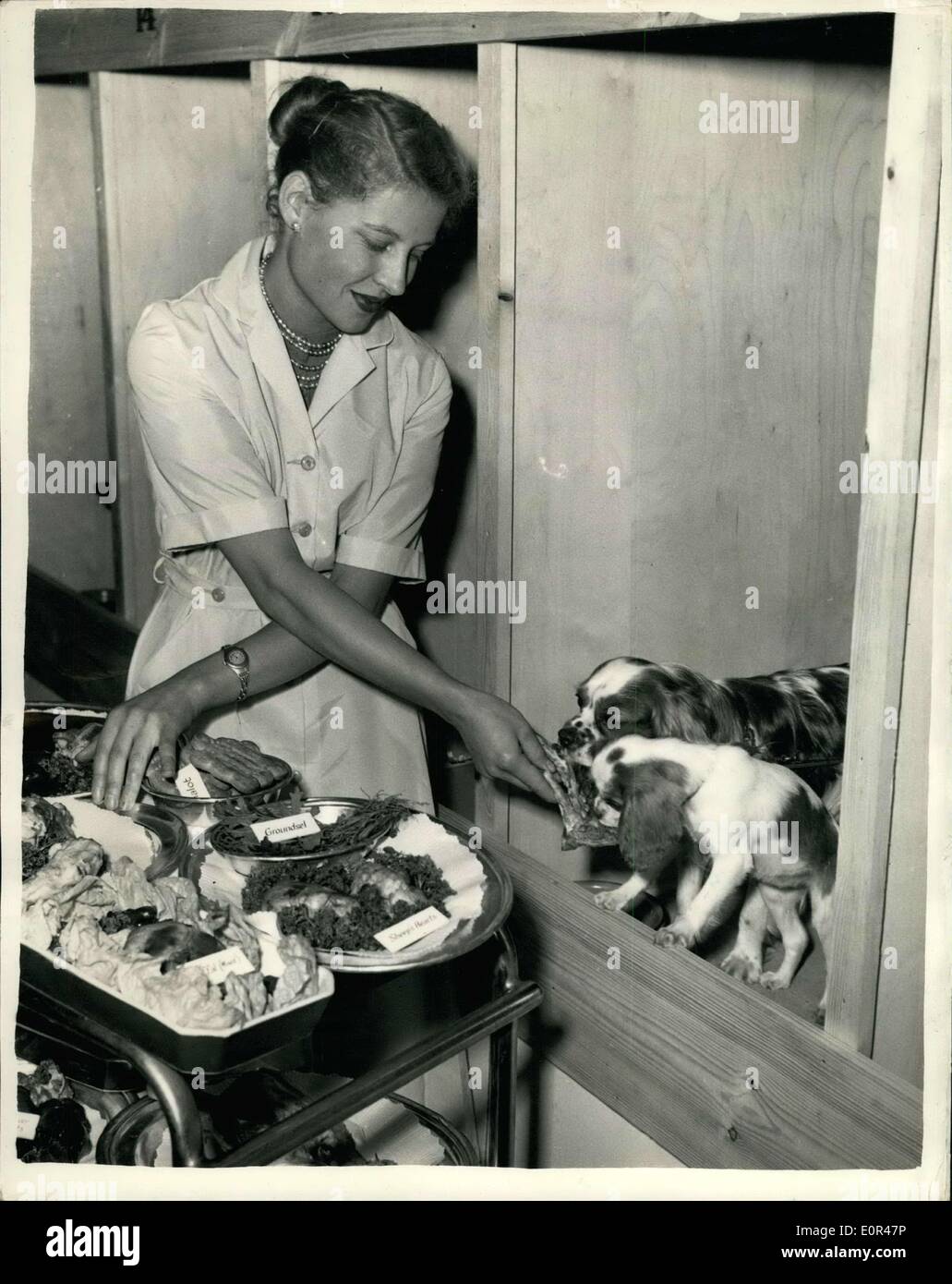 Dec. 03, 1957 - 3-12-57 National Pets Club Luncheon in London. Varied menu for the dogs. The National Pets Club was inaugurated today with a special luncheon for the pets and their owners at the Caf&eacute; Royal, London. Keystone Photo Shows: Margaret White feeds some of the pets from dinner wagon at the party this afternoon. Stock Photo