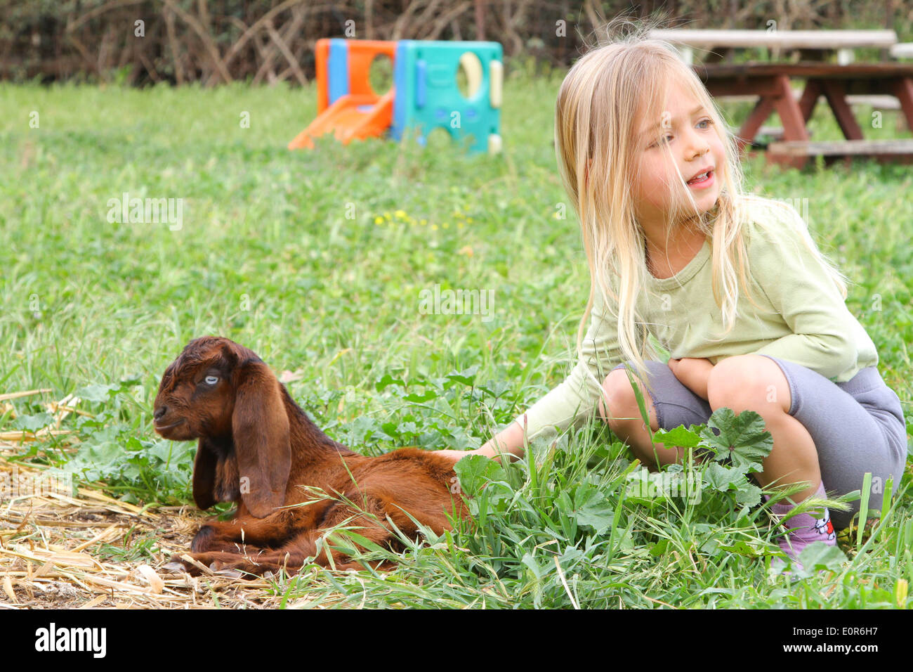 Young girl pats a kid goat, at a petting corner Stock Photo