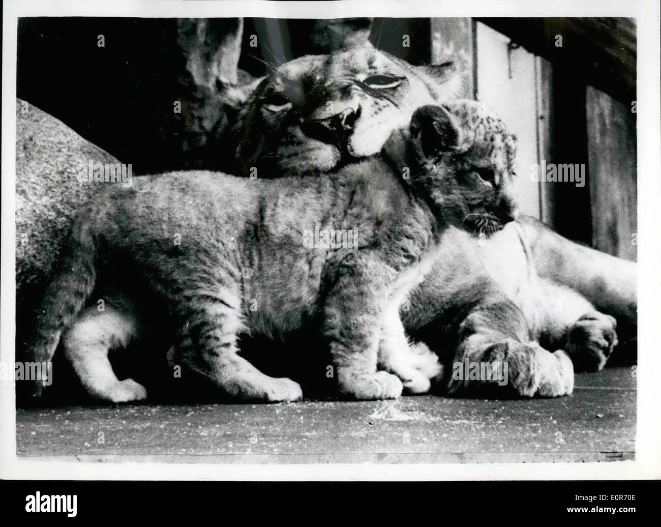 May 05, 1958 - The Baby is Very Cuddlesome - Burt Beware Of Mum..Lion Cub At Copenhagen Zoo: A very forbidding expression on the face of lioness Rumo as she taken things easy in her cage at the Copenhagen Zoo - with her few days old Cub - the newest and most popular at attraction to the zoo. Stock Photo