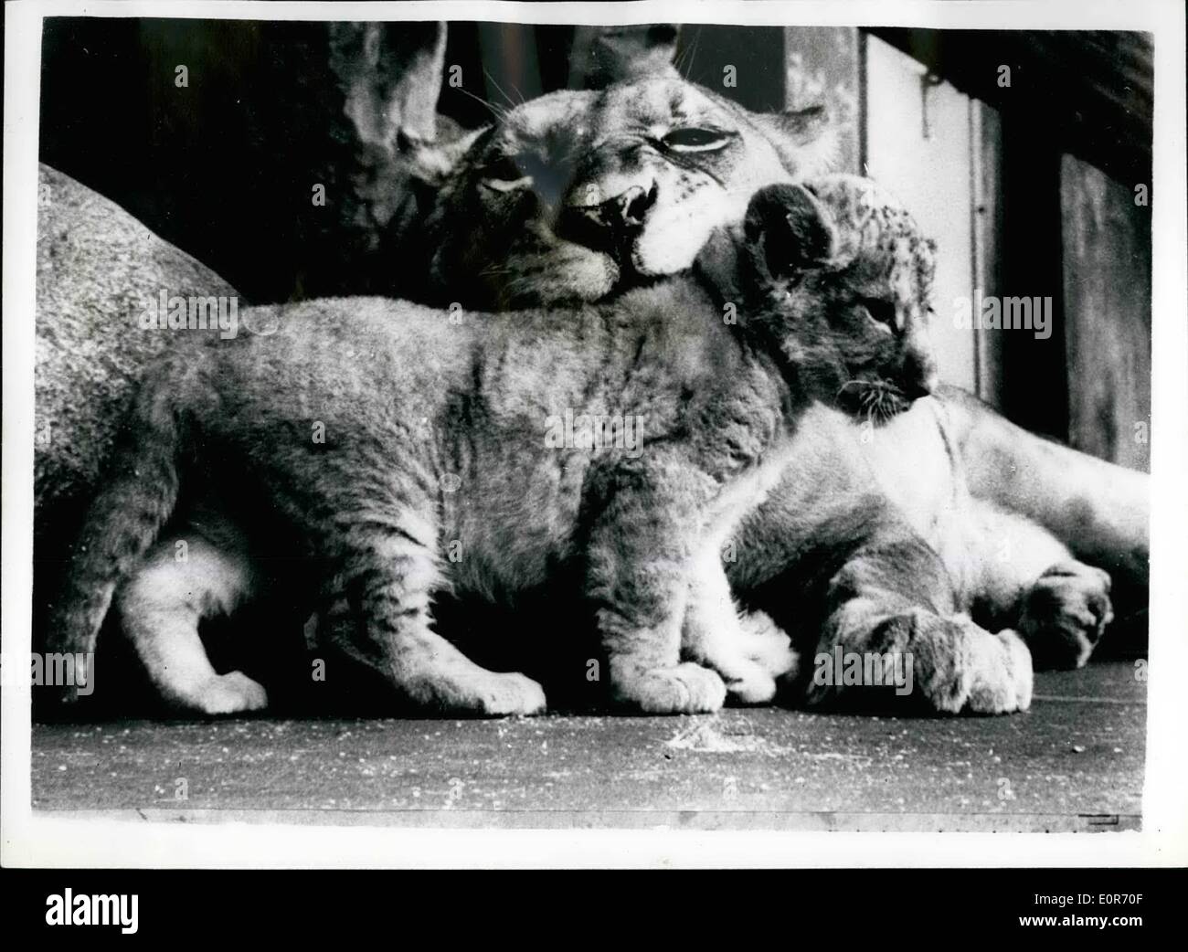 May 05, 1958 - The Baby is Very Cuddle some - Burt Beware Of Mum..Lion Cub At Copenhagen Zoo: A very forbidding expression on the face of lioness Rumo as she taken things easy in her cage at the Copenhagen Zoo - with her few days old Cub - the newest and most popular attraction to the zoo. Stock Photo