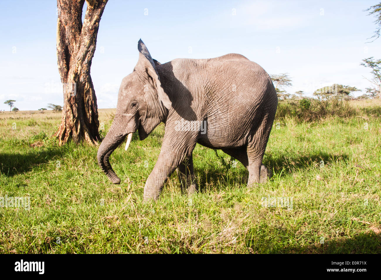 African bush elephant (Loxodonta africana). Photographed in Tanzania Stock Photo