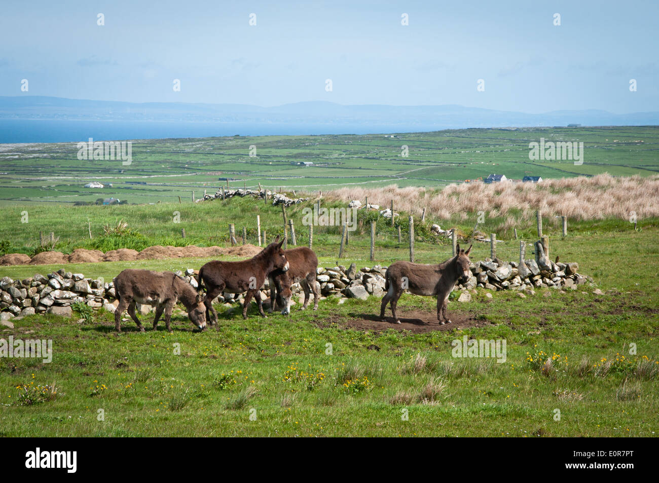 Donkeys in the West of Ireland Stock Photo