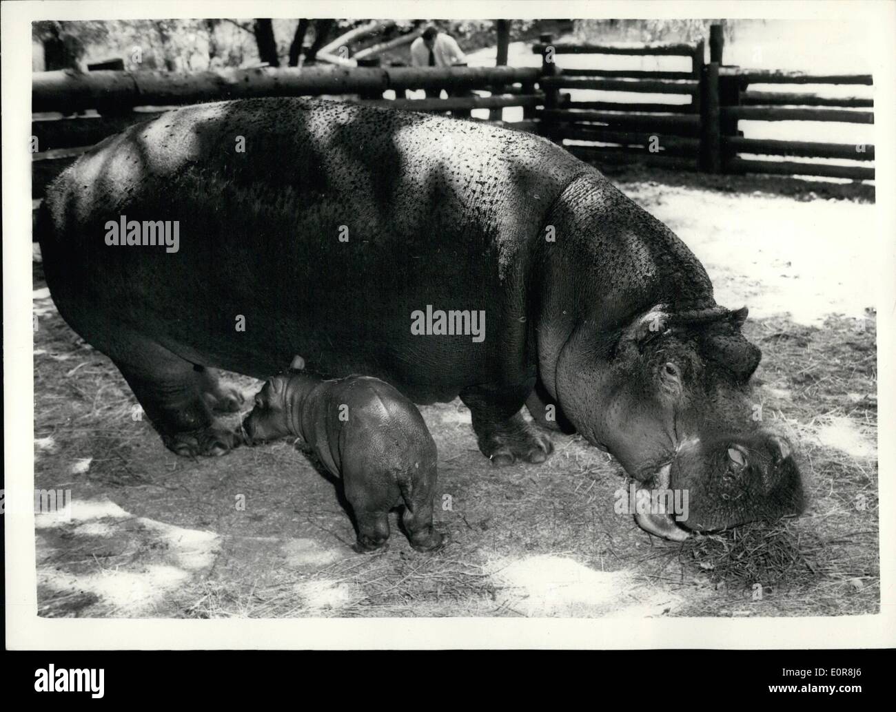 Jul. 07, 1958 - Baby Hippo born at whipsnade: Belinda, the hippopotamus at the Whipsnade zoo, gave birth to a calf on July 2nd. Stock Photo