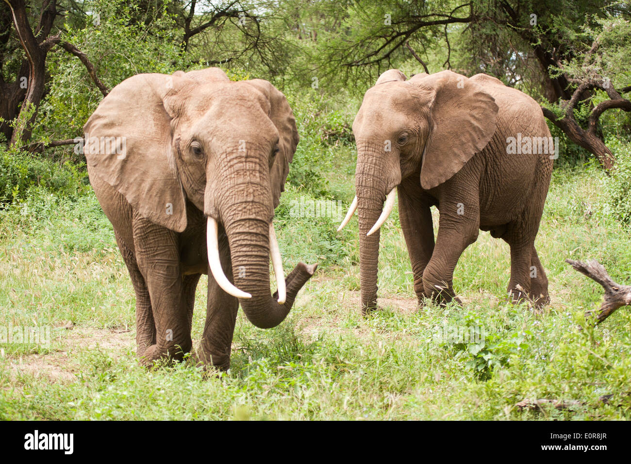 Herd of African elephants (Loxodonta africana). Photographed in Tanzania Stock Photo