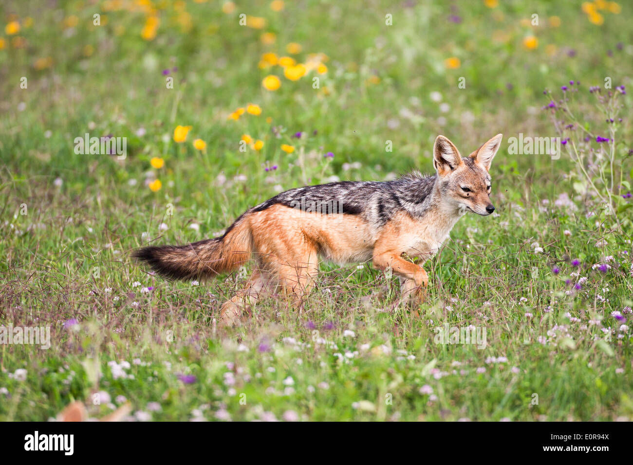 black-backed jackal (Canis mesomelas), Stock Photo