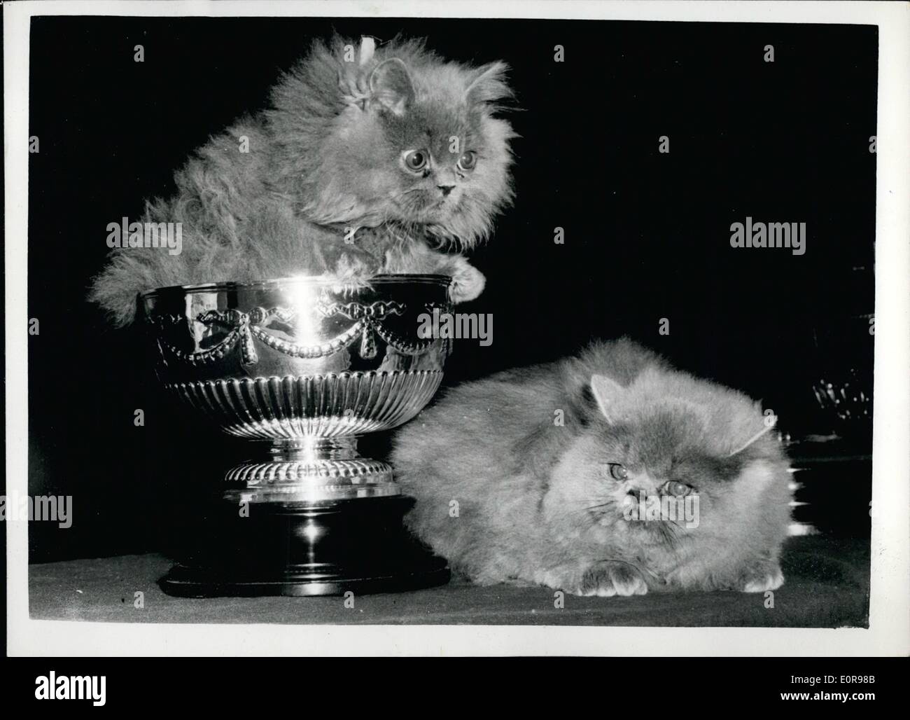 Oct. 10, 1958 - The Blue Persian Cat Society Show at the Central Hall - Westminster - Photo Shows:- ''Thiepvale Phoenix'' Owned Stock Photo
