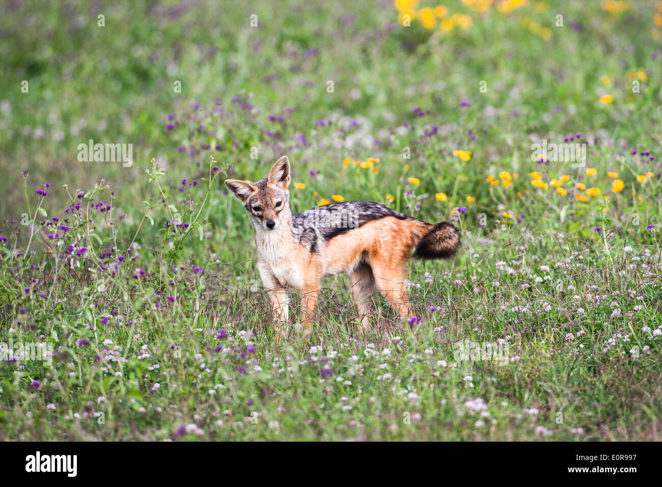 black-backed jackal (Canis mesomelas), Stock Photo