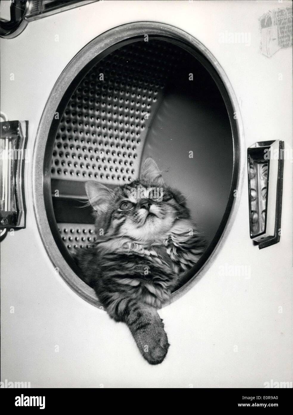 Aug. 22, 1958 - Cat in the washing-machine: Peter, the little cat, like the modern way. He lives in a agriculture- school in Landsberg / Germany. Pupils have always trouble to get it out when they want to put the laundry in. Stock Photo