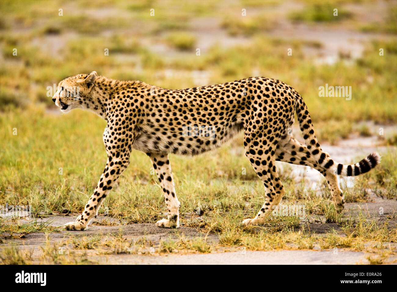 cheetah (Acinonyx jubatus). Photographed in Tanzania Stock Photo