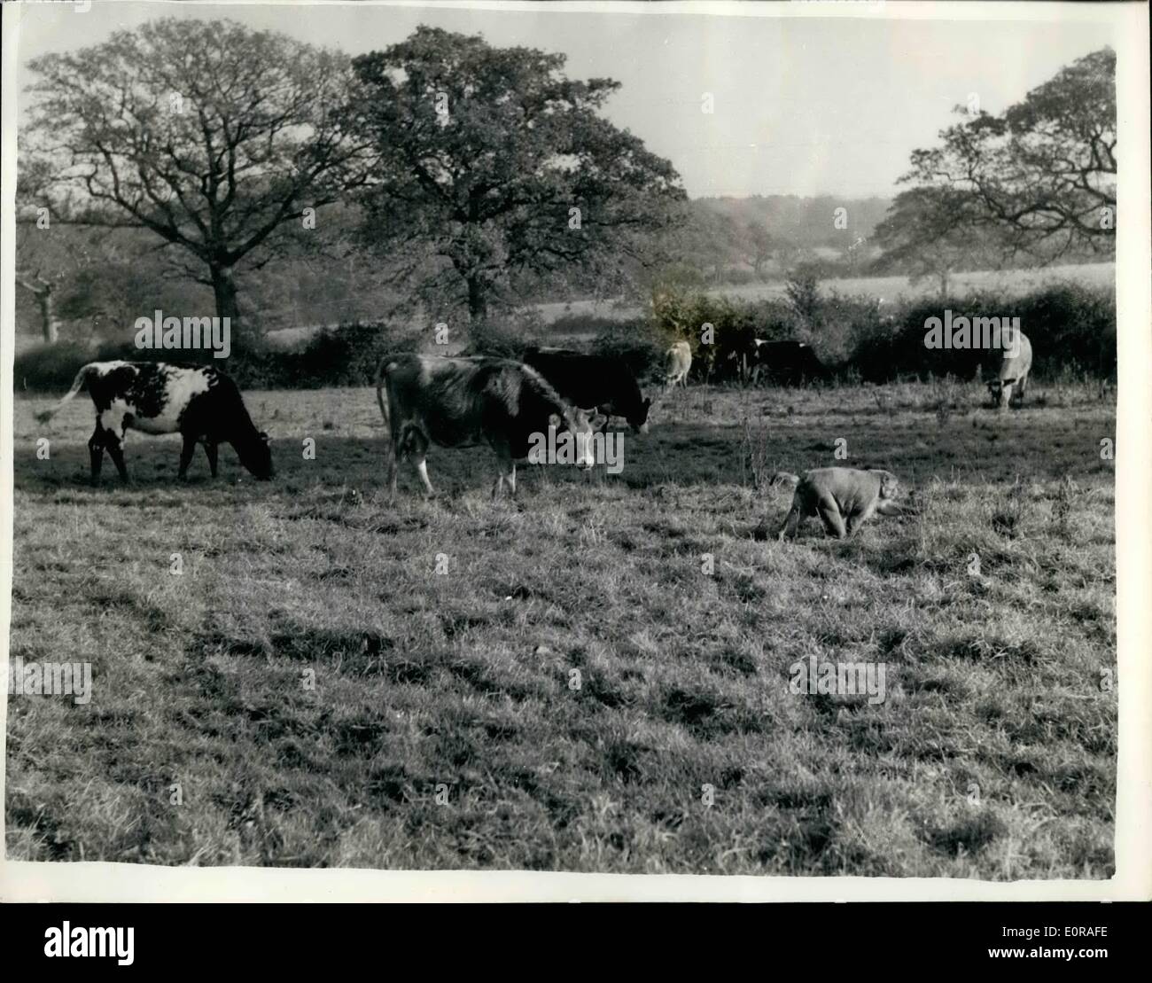 Nov. 11, 1958 - The Monkey Cowboy Self appointed boss of a herd of 34 cattle on a farm at Henfield, Sussex, is Ginger - a 2 ft. Stock Photo